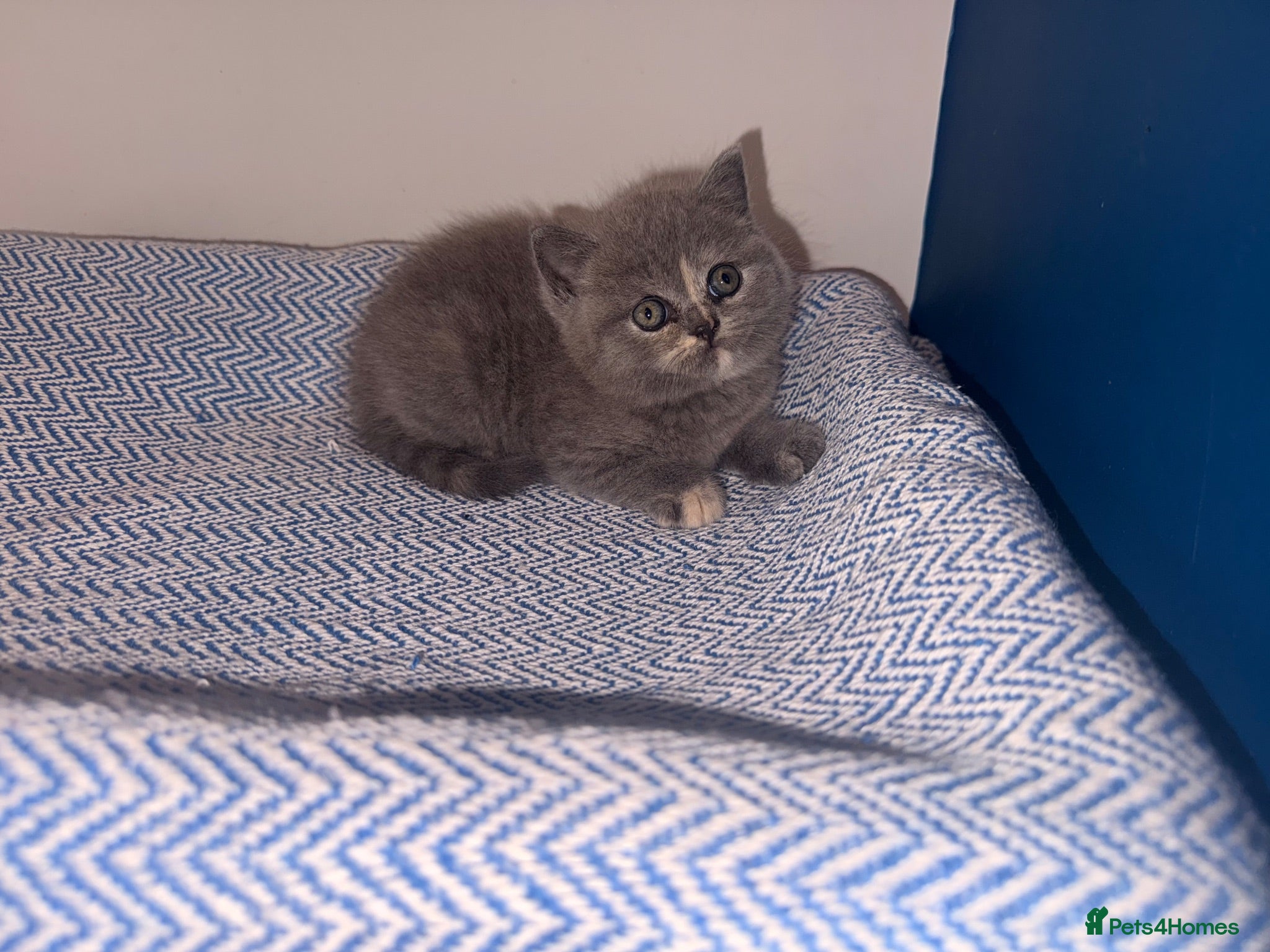 British Shorthair cats GCCF REGISTERED BRITISH SHORTHAIRS  - Advert 2