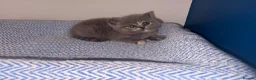 British Shorthair cats for sale: GCCF REGISTERED BRITISH SHORTHAIRS  - Advert 5