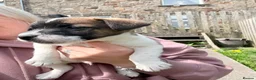 Jack Russell dogs for sale: Jack Russell male puppy  - Advert 10