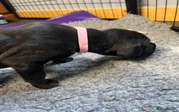 Great Dane dogs for sale: Great Dane pups our own 4th Generation  - Image 6