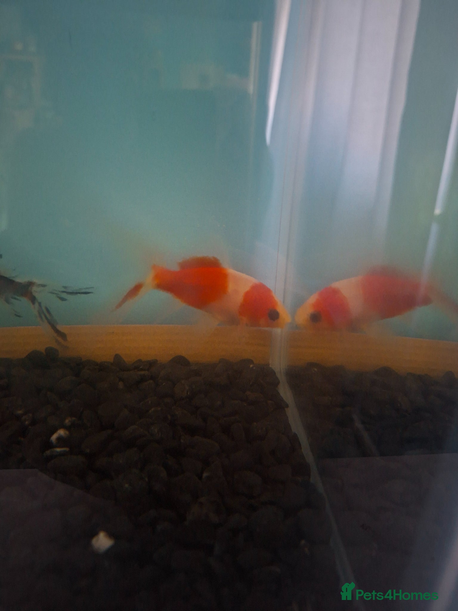 Goldfish fish for sale: 4 gold fish  - Advert 1