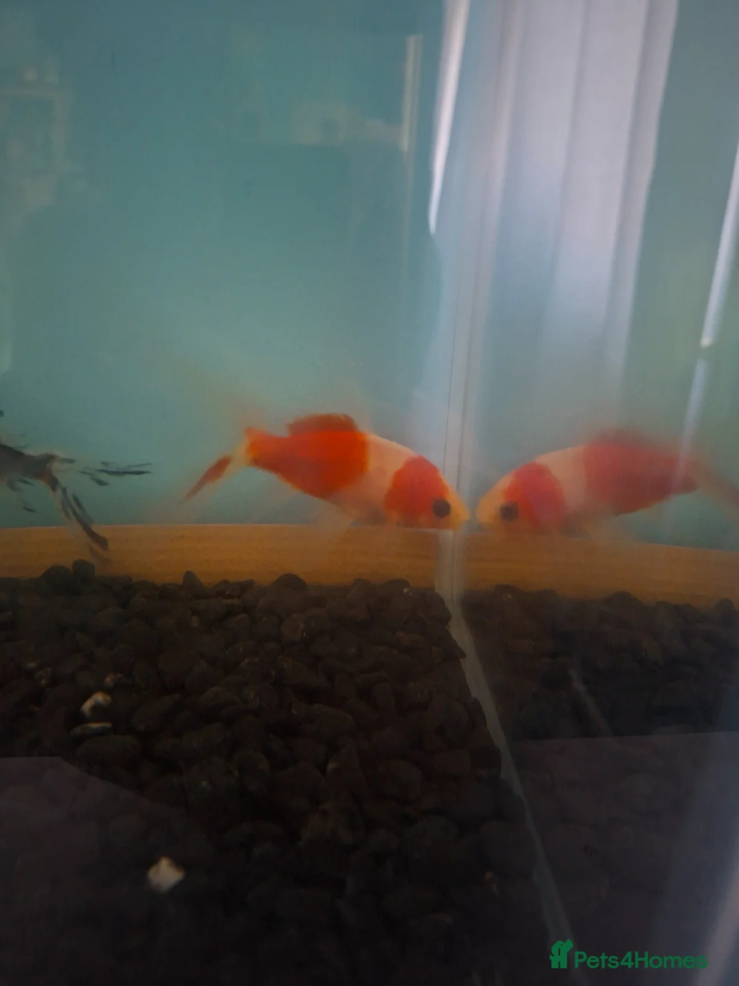 Goldfish fish for sale: 4 gold fish  in Chichester - Advert 1