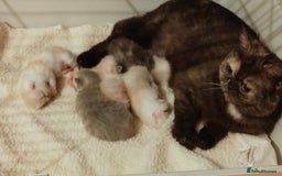 Exotic cats for sale: Two exotic shorthair boys  - Image 14