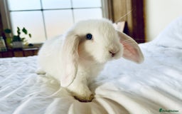 Mini Lop rabbits for sale: Mini lop and Lionheads for sale  - Image 4