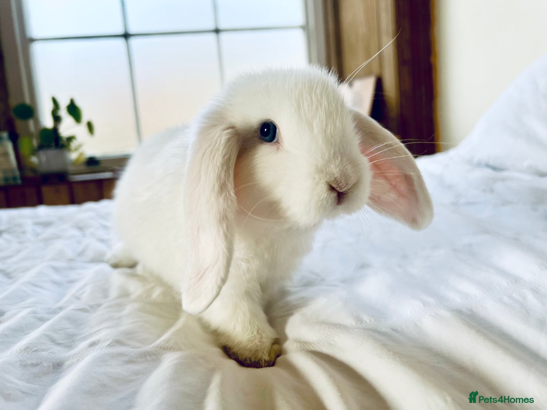 Mini Lop rabbits for sale: Mini lop and Lionheads for sale  - Image 4
