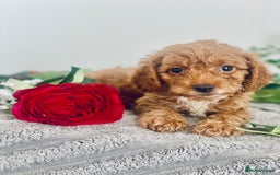 Cavapoo dogs for sale: 🐶 Beautiful F1B Cavapoo Puppies for Sale 🐶 - Image 11