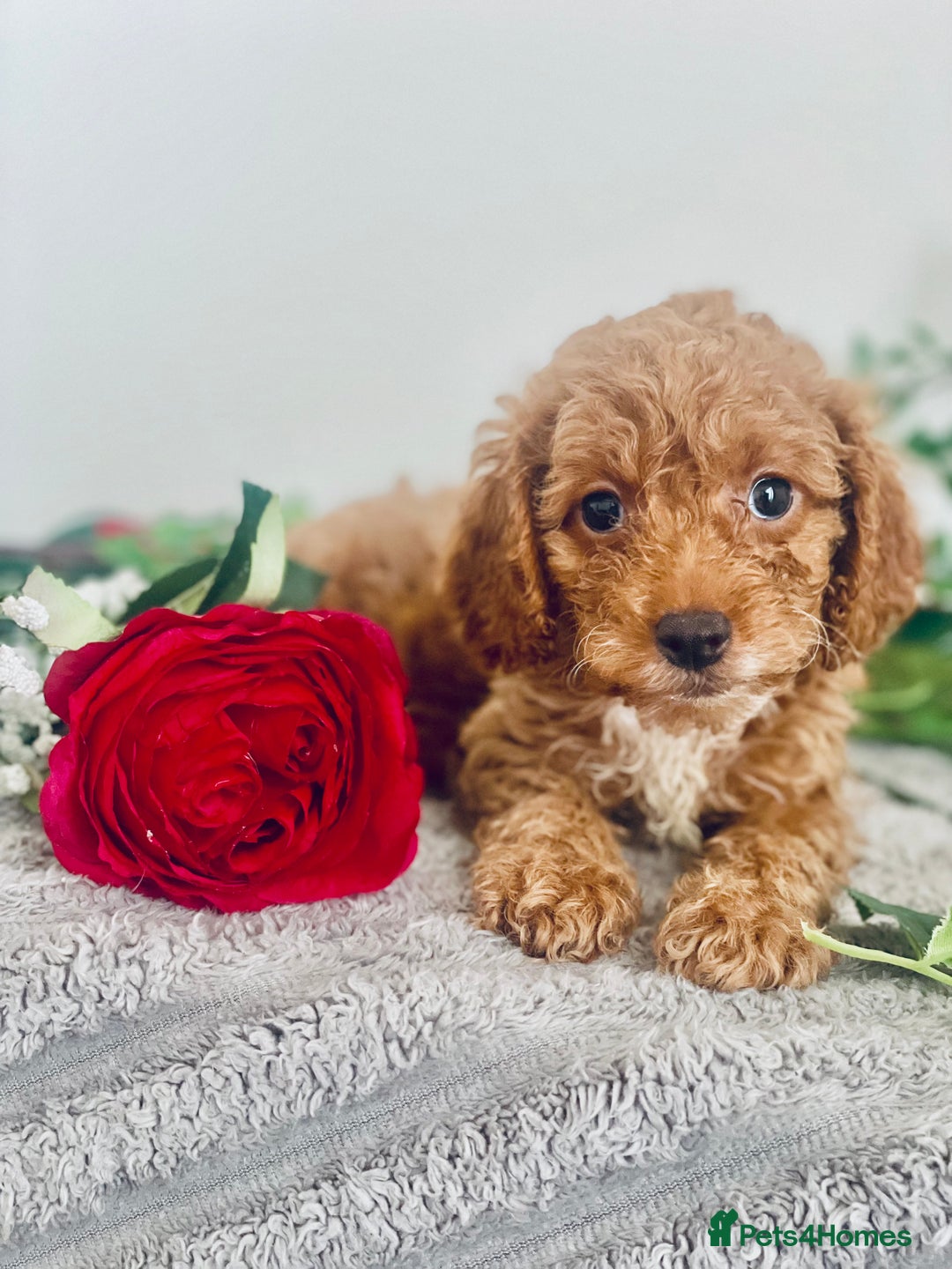 Cavapoo dogs for sale: 🐶 Beautiful F1B Cavapoo Puppies for Sale 🐶 - Image 11