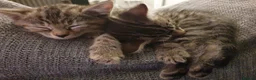 Mixed Breed cats for sale: 3 little boys  - Advert 16