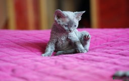 Devon Rex cats for sale: 💙 Devon Rex Female Kitten Available 💙 - Image 1