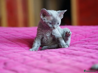 Devon Rex cats - Advert 1
