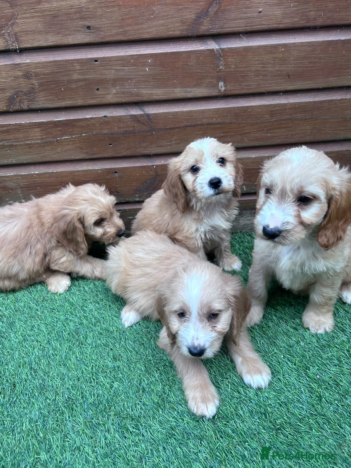 Cockapoo dogs Beautiful Cockerpoo Puppies  🐾 - Advert 4