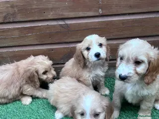 Cockapoo dogs Beautiful Cockerpoo Puppies 🐾 - Advert 4
