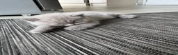 British Shorthair cats for sale: Girl BSH blue kitten available end of August  - Advert 14