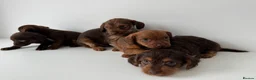 Mixed Breed dogs for sale: 5 Beautiful Chocolate brown & Tan Puppies  in Egham - Advert 14