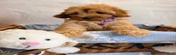 Maltipoo dogs for sale: 💖BEAUTIFUL LICENSED-BRED MALTIPOO💖 in Virginia Water - Advert 23