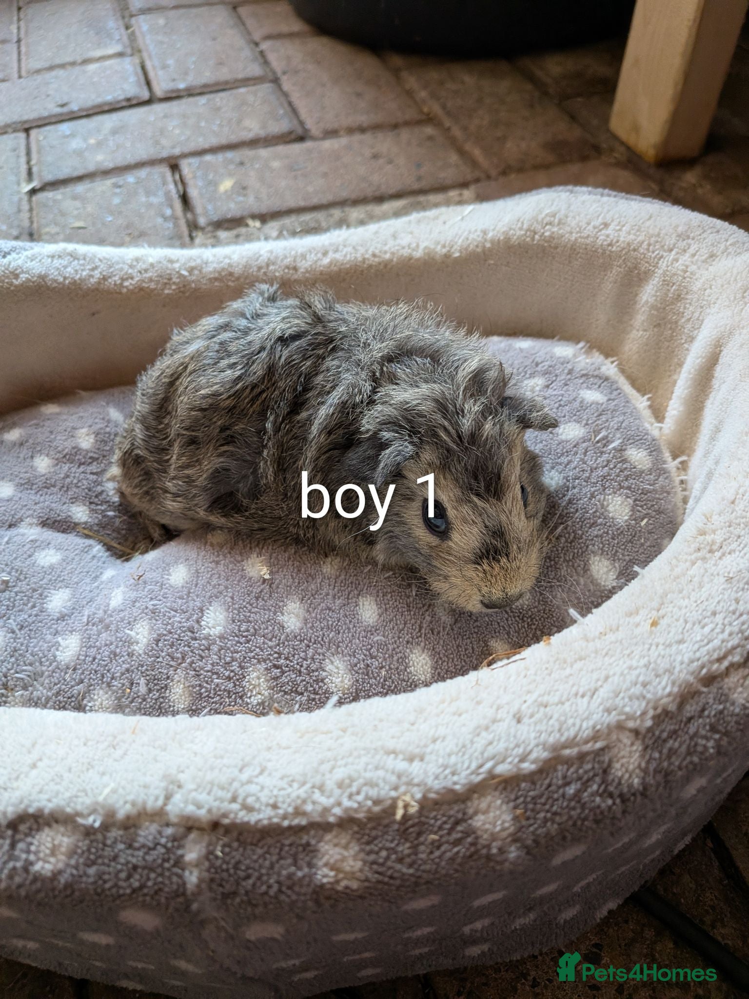 Guinea Pig rodents Baby girl guinea pigs ready now - Advert 19