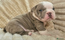 English Bulldog dogs for sale: Outstanding KC English Bulldogs, Top Quality Pups - Image 8