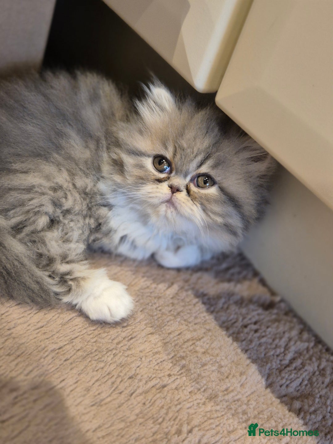Exotic cats for sale: Exotic longhair and short hair kittens  - Image 10