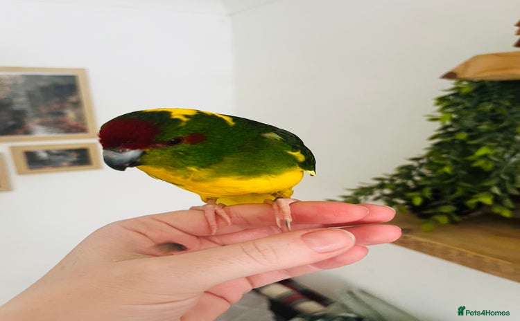 Parakeets birds - Advert 6