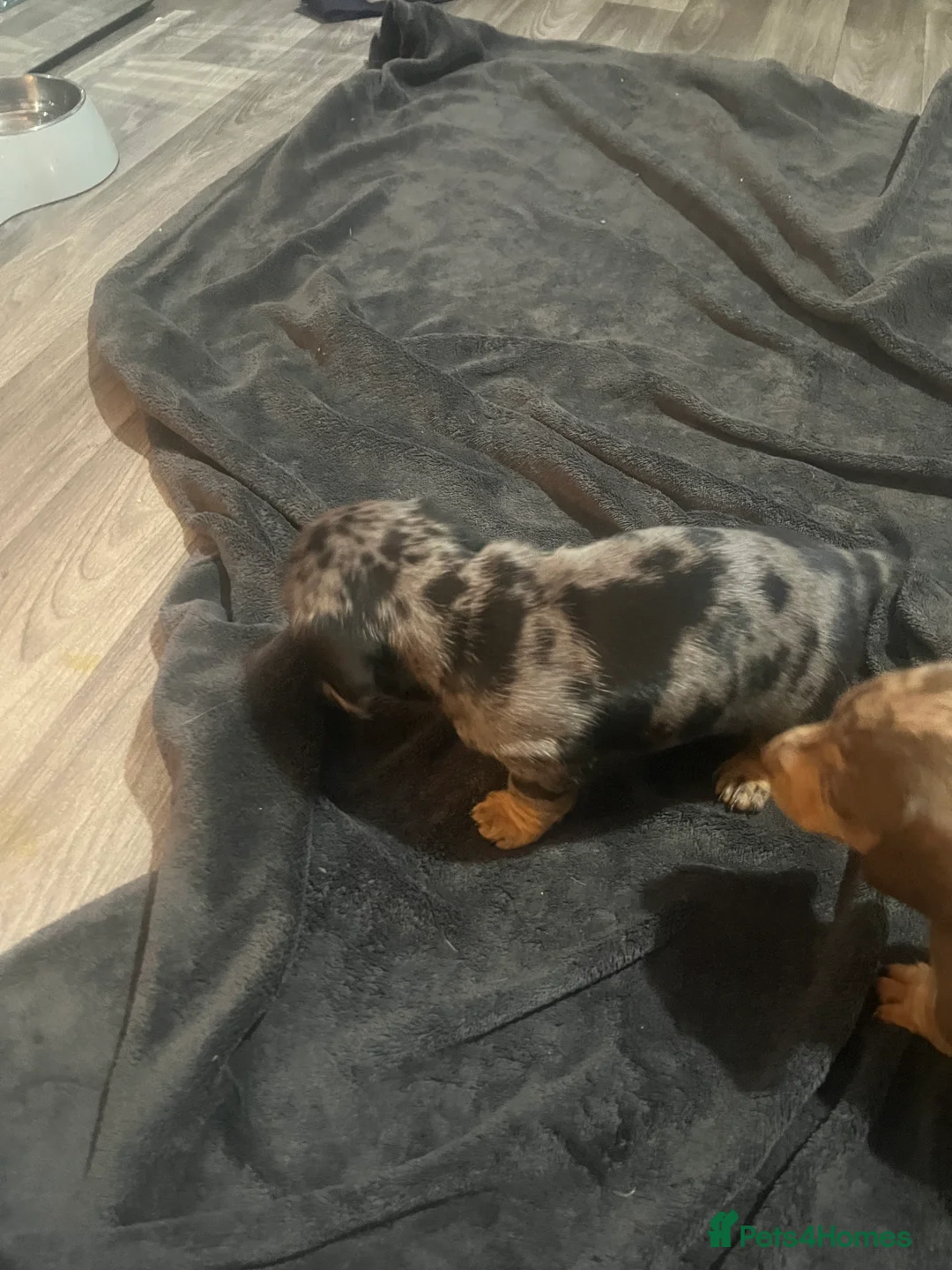 Miniature Dachshund dogs for sale: Minature Dachshunds  - Advert 13