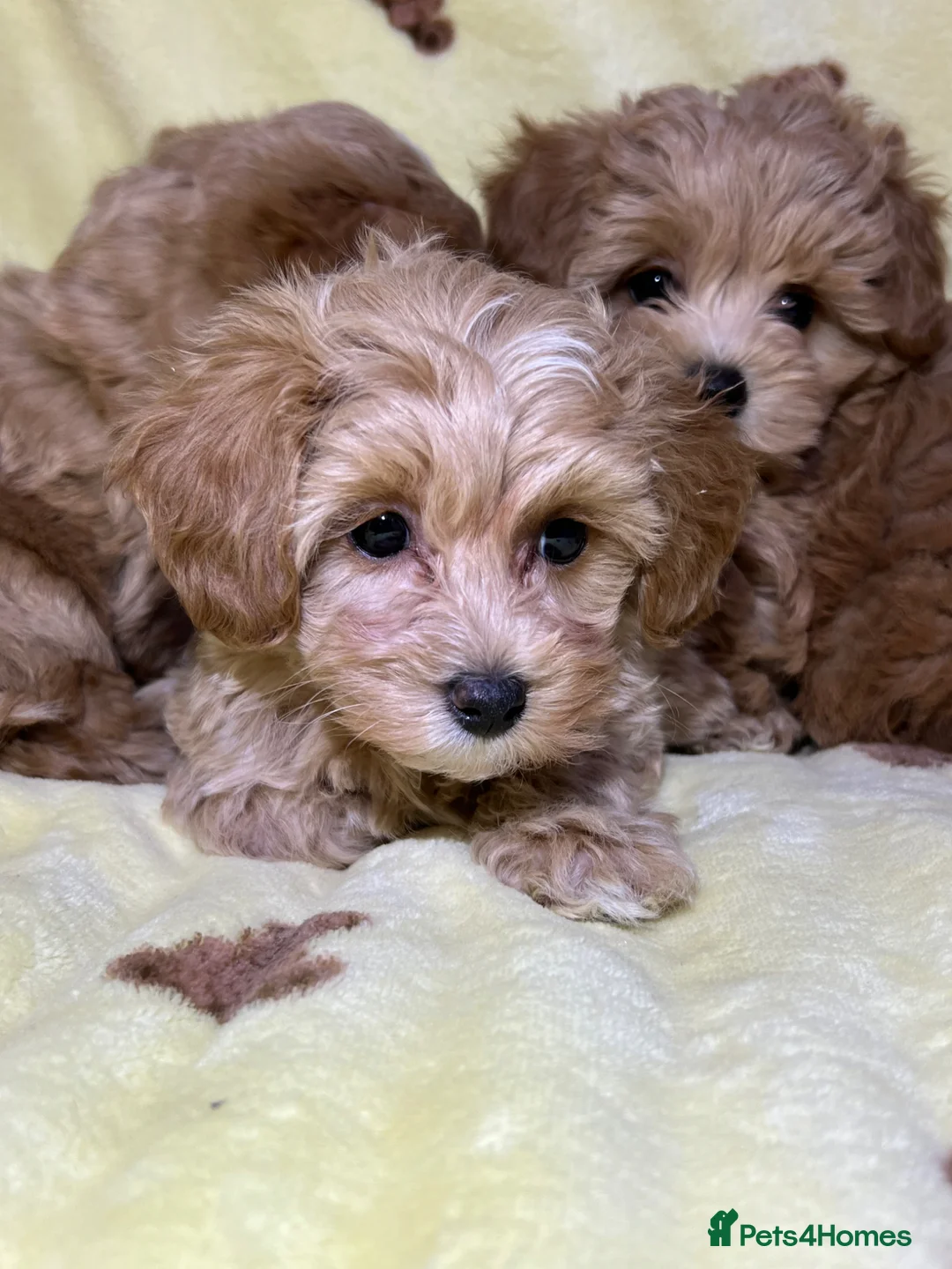 Maltipoo dogs for sale: 🐾Maltipoo F1🐾 - Advert 12
