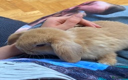 Mini Lop rabbits for sale: Two mini lops for sale - Image 6