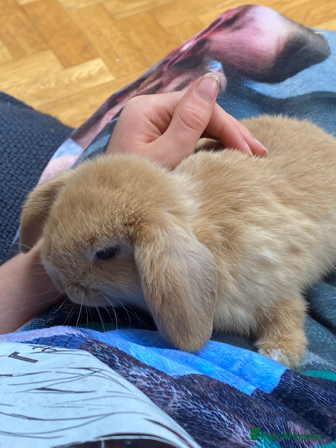 Mini Lop rabbits for sale: Two mini lops for sale - Image 6