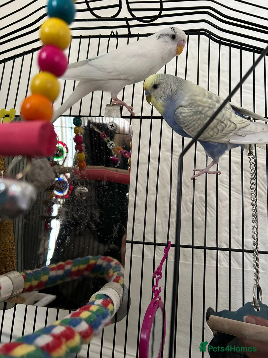 Budgerigars birds for sale: 2 Male Budgies — Full Starter Bundle Included - Advert 4