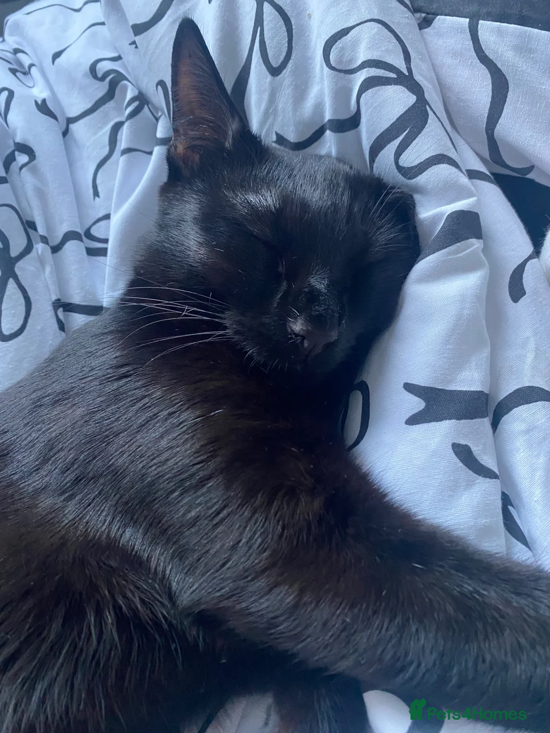 British Longhair cats for sale: Black cat  - Advert 2