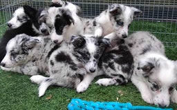 Border Collie dogs for sale: Stunning litter of blue merle border collies - Image 1