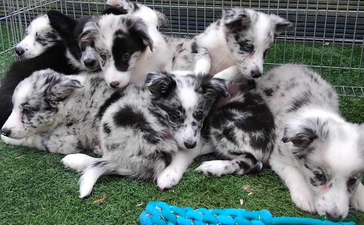 Border Collie dogs - Advert 3