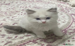 Ragdoll cats for sale: Cattiness Ragdoll - Image 3