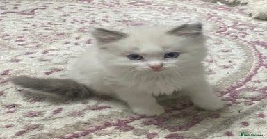 Ragdoll cats - Advert 8