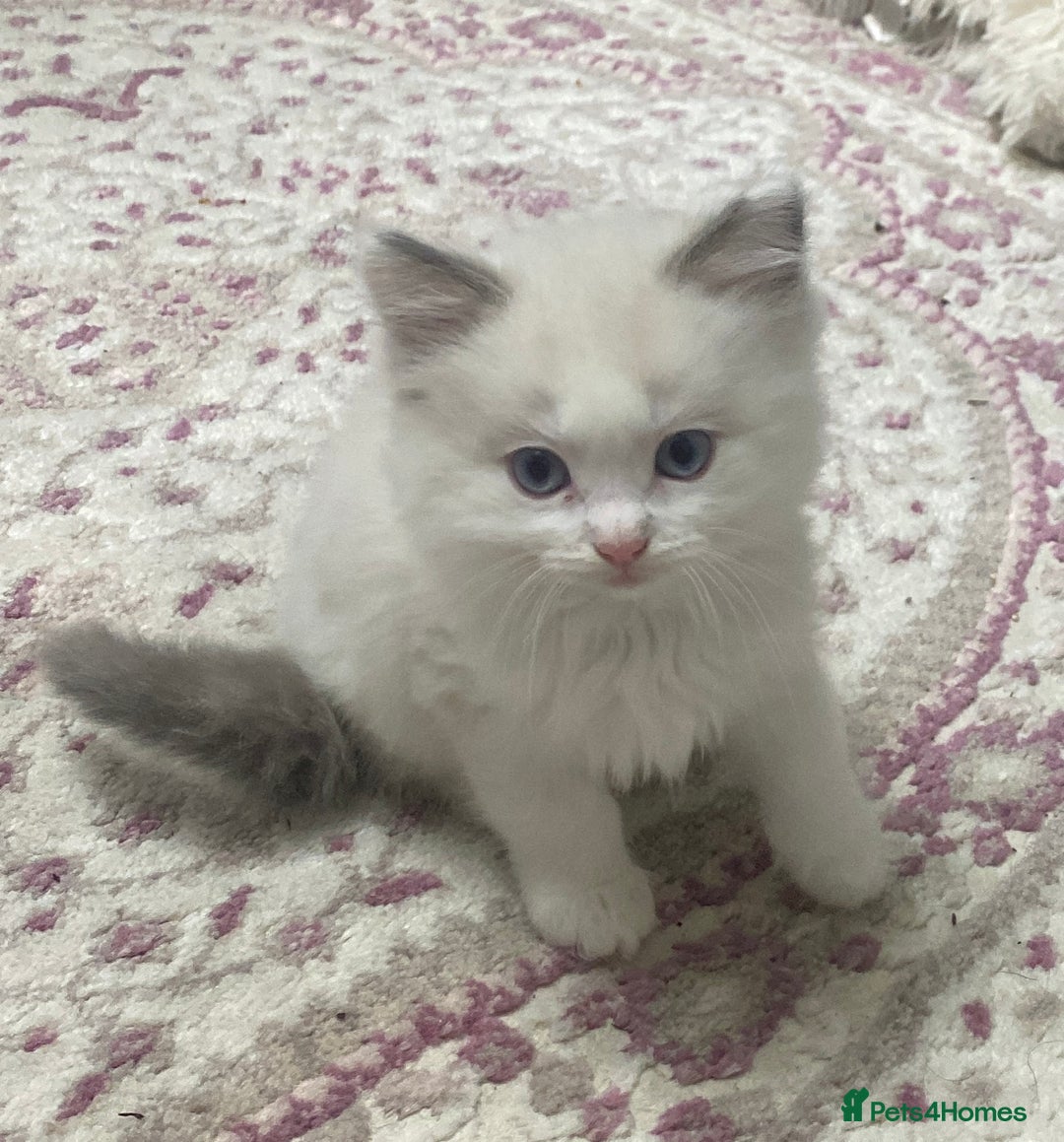 Ragdoll cats for sale: Cattiness Ragdoll - Image 3