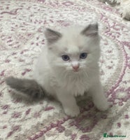 Ragdoll cats - Advert 7