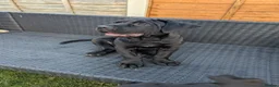 Presa Canario dogs for sale: STUNNING BLACK PRESA CANARIO PUPS  - Advert 12