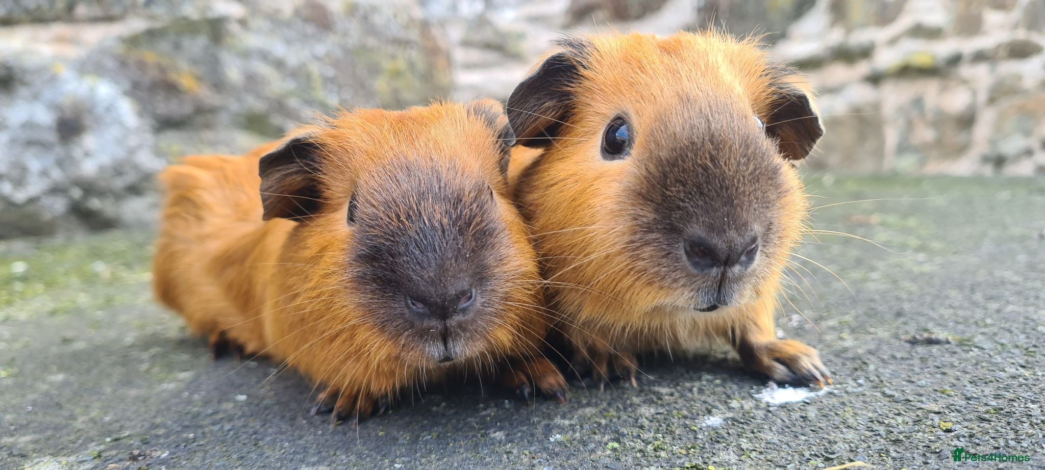 Guinea Pig rodents Californian male guinea pigs  - Advert 1