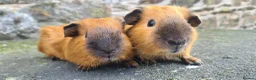 Guinea Pig rodents for sale: Californian male guinea pigs  - Advert 1