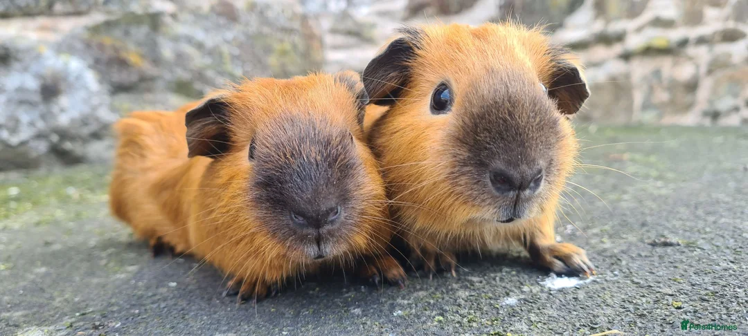 Guinea Pig rodents for sale: Californian male guinea pigs  - Advert 1