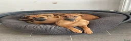 Mixed Breed dogs for sale: Belgian Malinois cross puppies for sale. - Advert 28