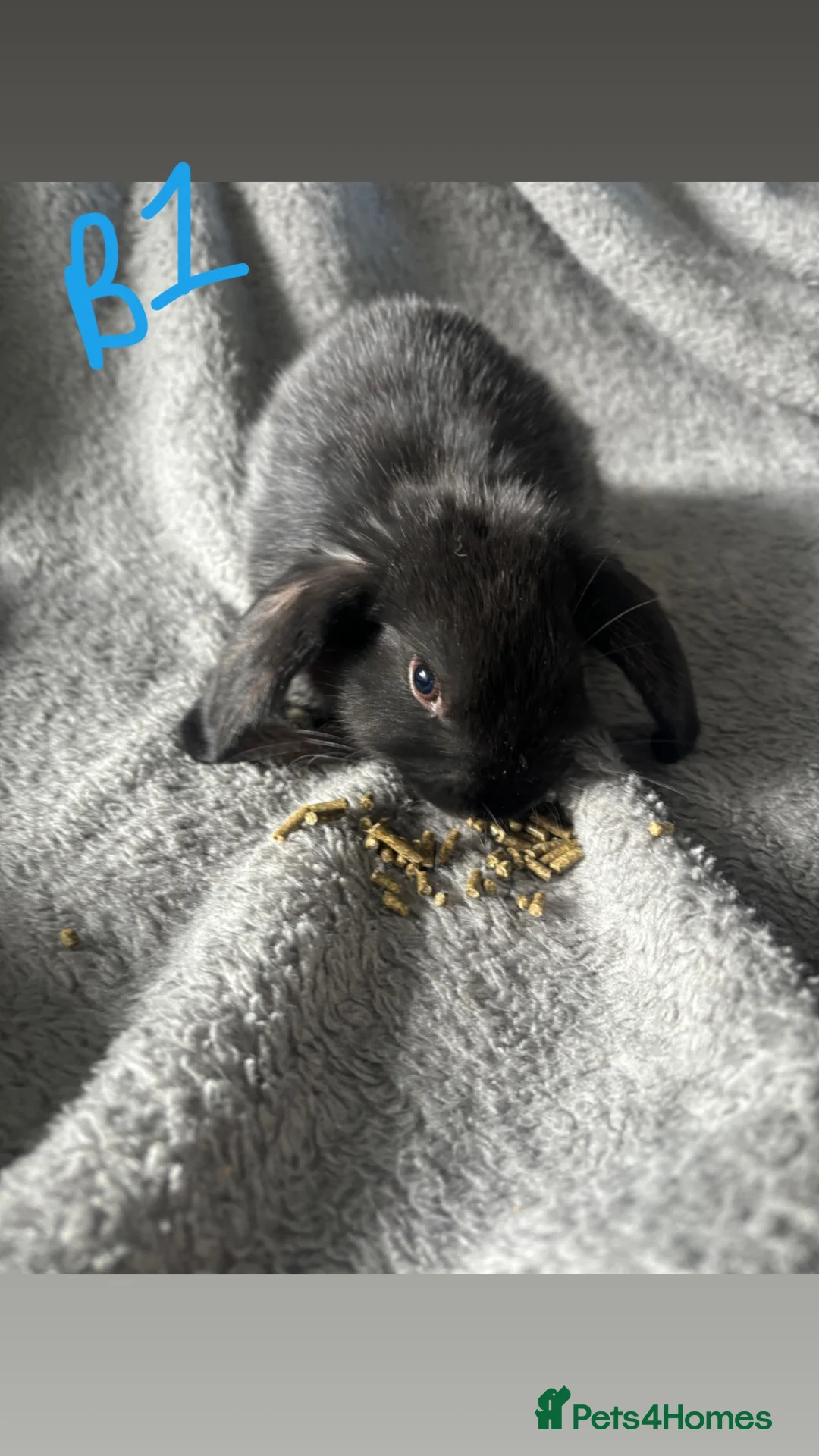 Mini Lop rabbits for sale: 6 Beautiful mini lops available now🐰 - Advert 2
