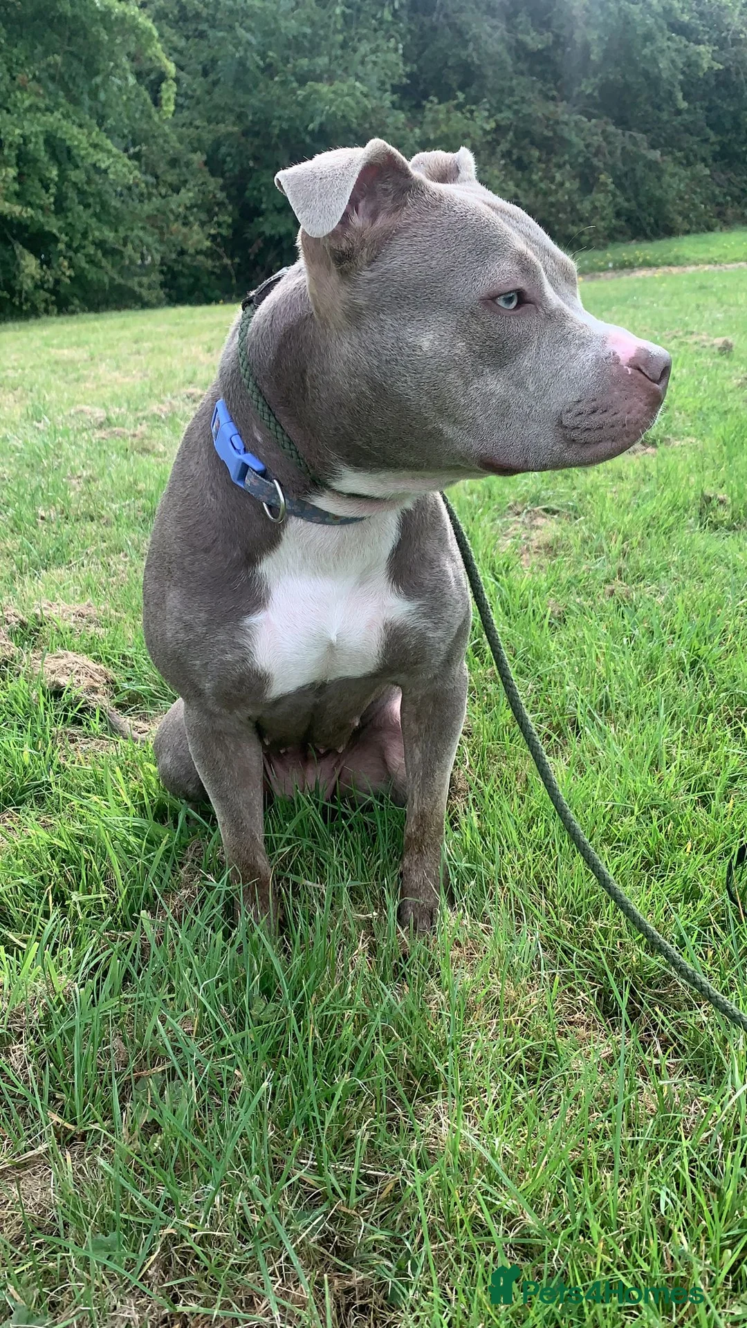 Mixed Breed dogs for sale: Staffy x Female x  - Advert 2