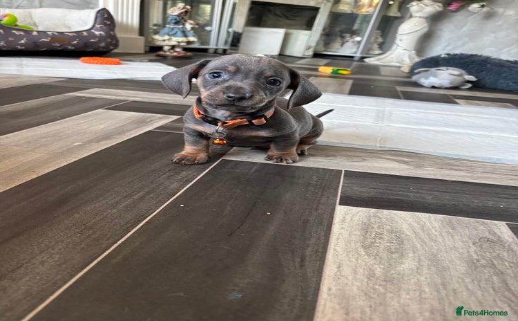 Dachshund dogs - Advert 4