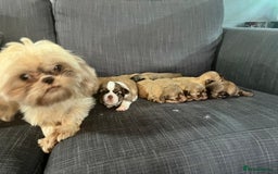 Shih Tzu dogs for sale: Beautiful litter or imperial Shih Tzu puppies  - Advert 24