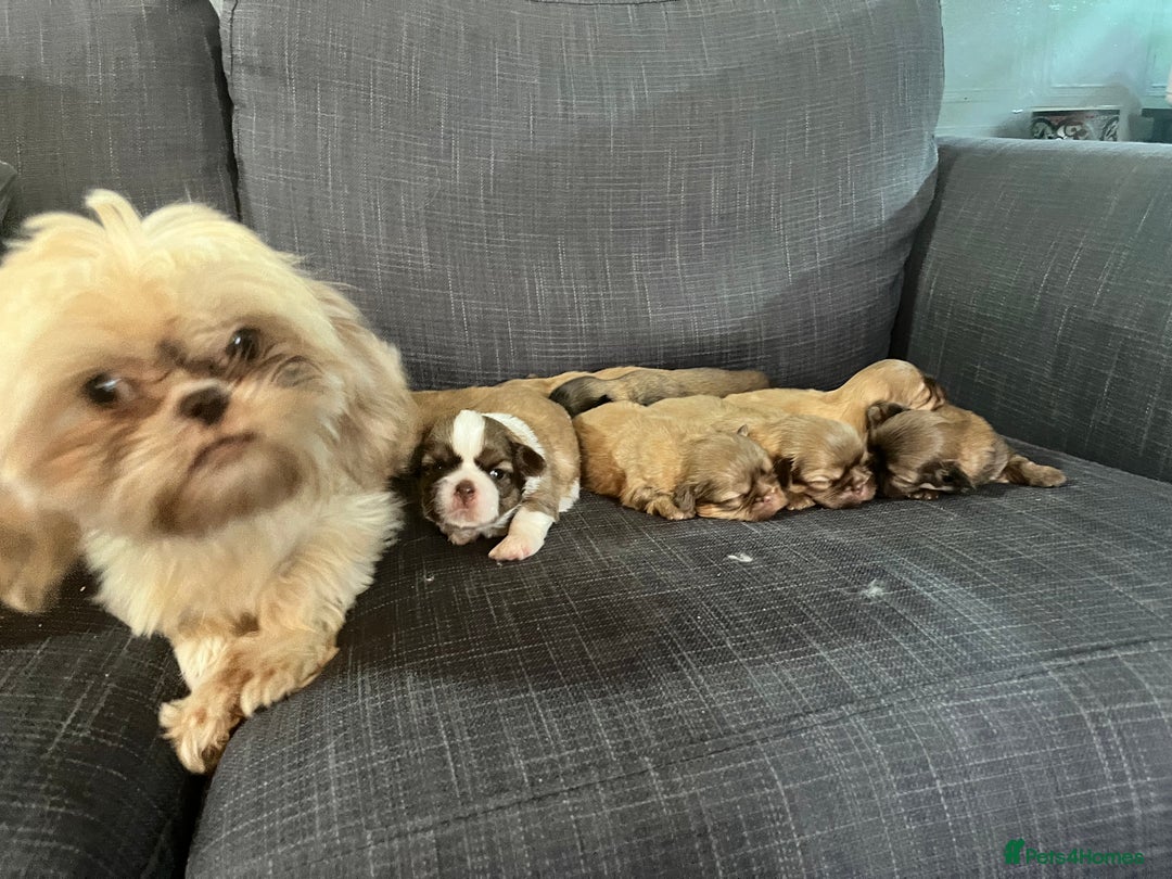 Shih Tzu dogs for sale: Beautiful litter or imperial Shih Tzu puppies  - Advert 24