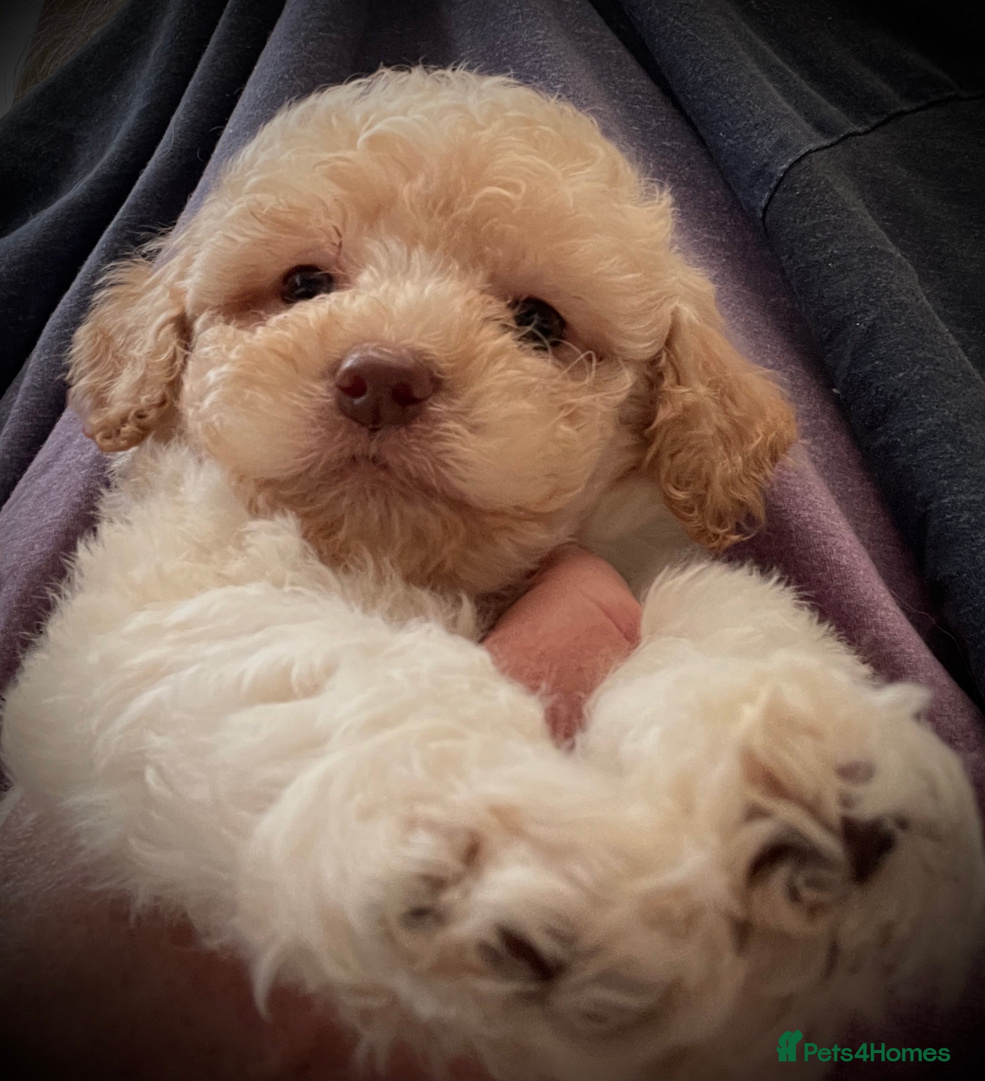 Lagotto Romagnolo dogs KC Fully Vacc Lagotto Puppies - Advert 17