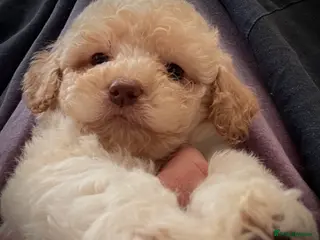 Lagotto Romagnolo dogs KC Fully Vacc Lagotto Puppies - Advert 18