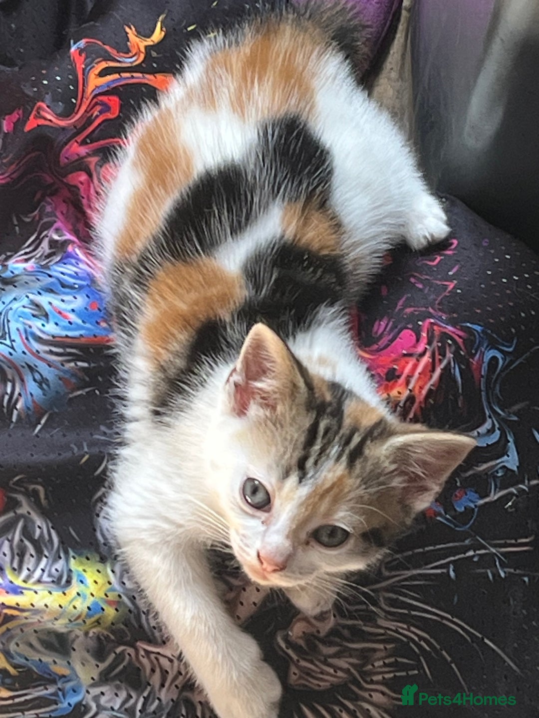 Mixed Breed cats for sale: Mixed litter  - Image 13