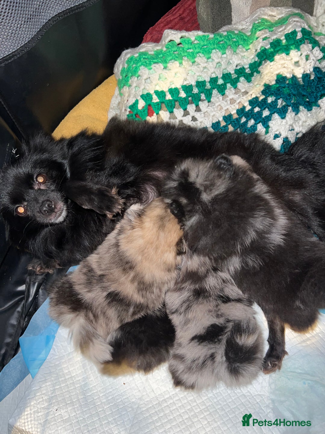 Pomeranian dogs for sale: ✨🖤Merle toy Russian Pomeranian 🖤✨ - Advert 17