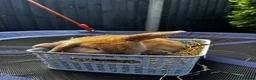 Mini Lop rabbits for sale: Pure breed Mini Lop bunnies  - Advert 37